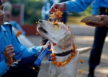 El Kukur Tihar: Un Festival de Amor y Respeto Hacia los Perros