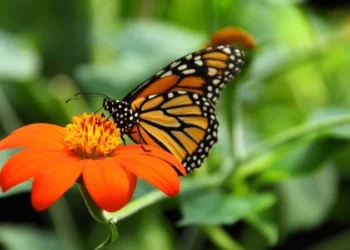 La llegada migratoria de las mariposas monarca a México