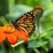 La llegada migratoria de las mariposas monarca a México