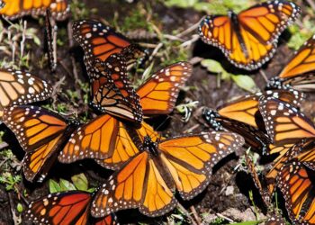 Un Viaje Asombroso: La Migración de la Mariposa Monarca