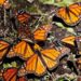 Un Viaje Asombroso: La Migración de la Mariposa Monarca