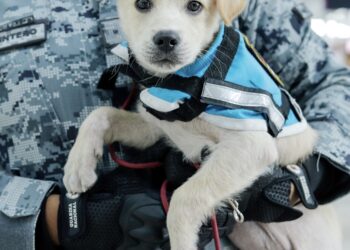 Conoce a Tacho, Marshall, Mamut y Delta los 4 perritos de apoyo emocional que están haciendo más humano el AIFA