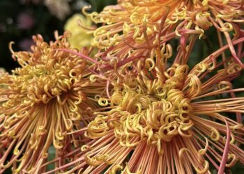 Los Crisantemos: Flores de Belleza y Significado