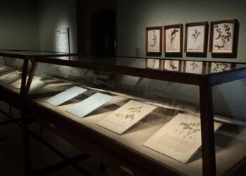 “El jardín de Velasco”: una mirada científica al paisaje mexicano en el Museo Kaluz