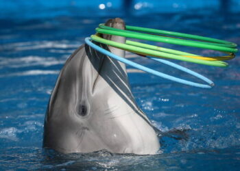 La Ley Mincho trae consigo el fin de los espectáculos con mamíferos marinos en México