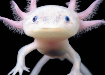 Ajolote: el guardián anfibio de México y su día de celebración