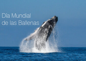 Día Mundial de las Ballenas: Un llamado global por la conservación de los gigantes del mar
