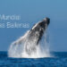 Día Mundial de las Ballenas: Un llamado global por la conservación de los gigantes del mar