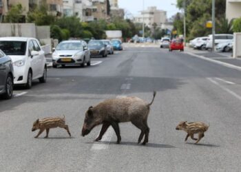 Aniversario de la Pandemia y el Respiro de la Naturaleza