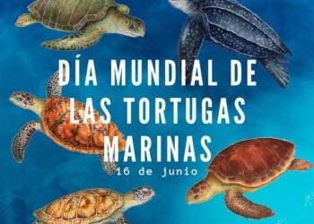 Día Mundial de la Tortuga Marina: una fecha para proteger a un habitante milenario