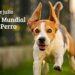 Día Mundial del Perro: homenaje a la lealtad y la vida compartida