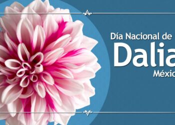 Día Nacional de la Dalia: Orgullo Floral de México